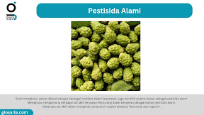 Cara Membuat Pestisida Alami dari Buah Mengkudu untuk Membasmi Hama